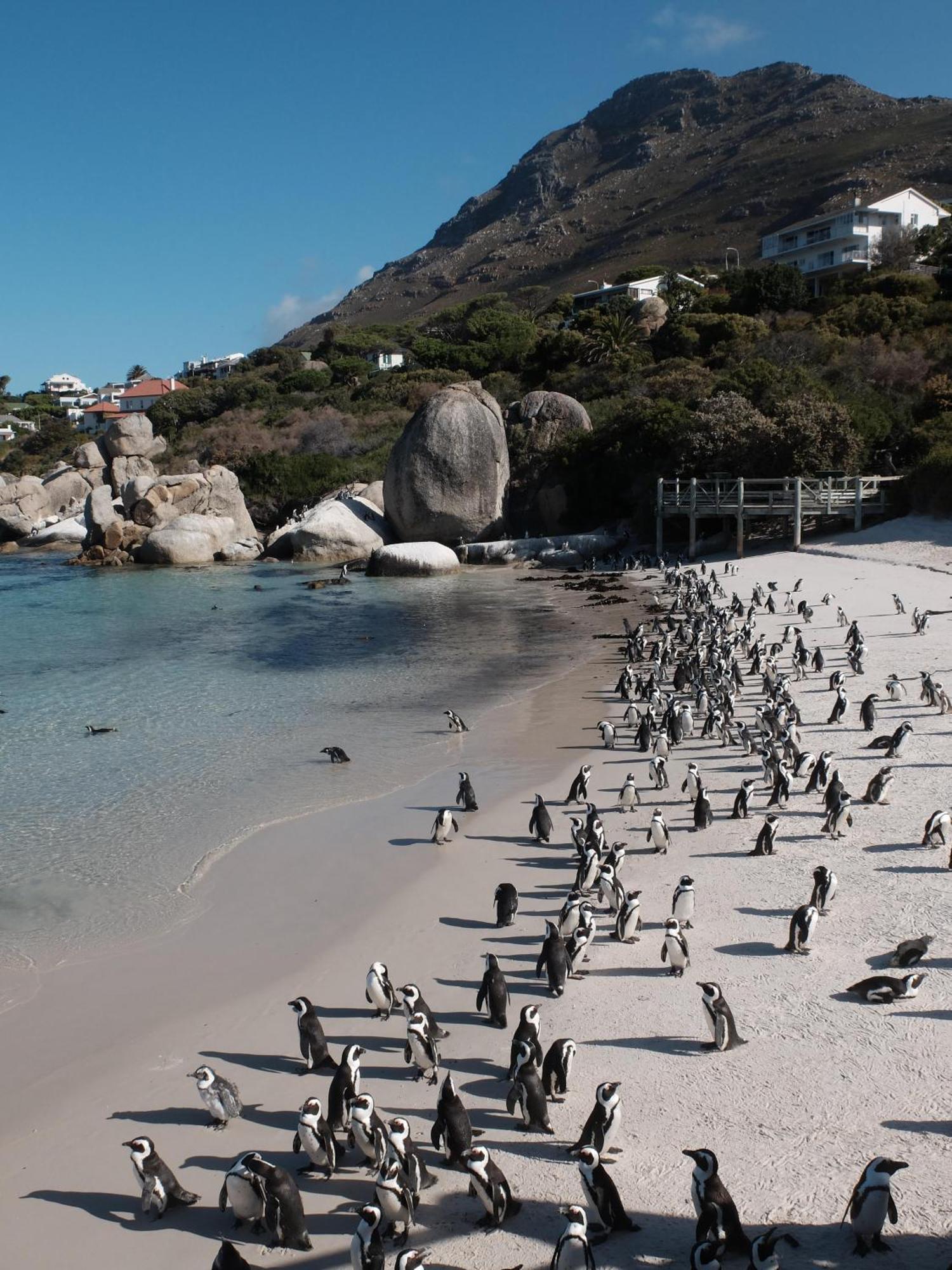 Penguin Haven . Luxury 2 Bedroom, Boulders Beach. Ciudad del Cabo Exterior foto